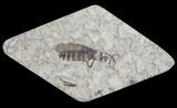 Fossil March Fly (Plecia) - Green River Formation #65148-1